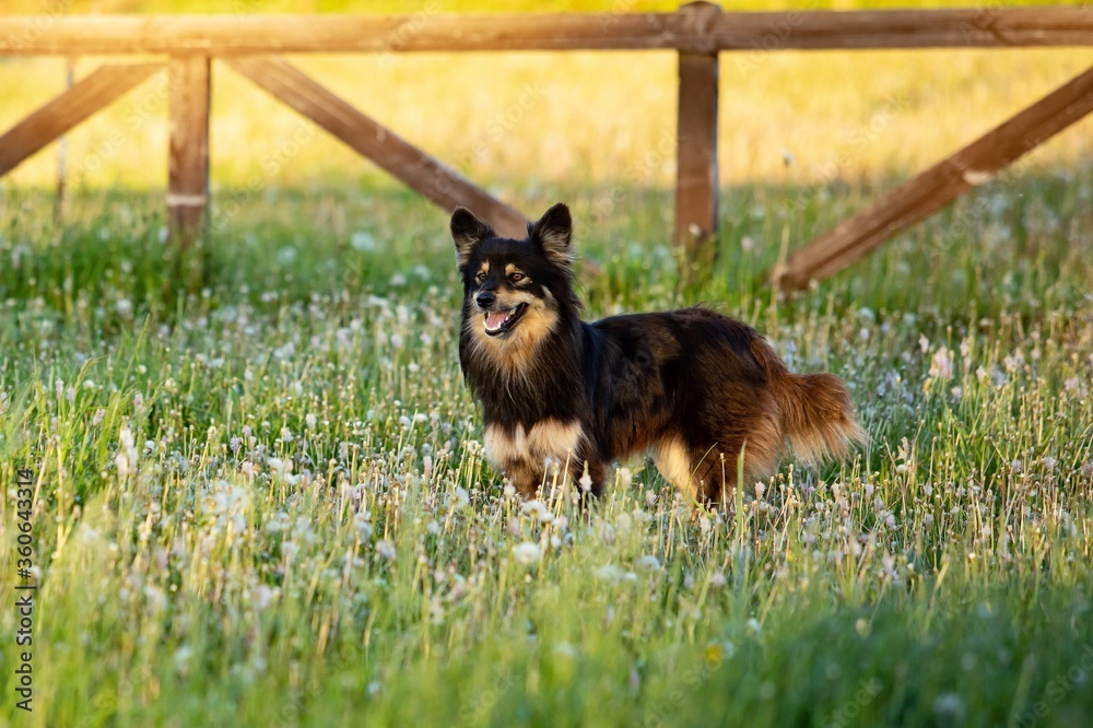 
beautiful fluffy dog ​​in a standing pose, carefully looks to the side. Background in beautiful yel