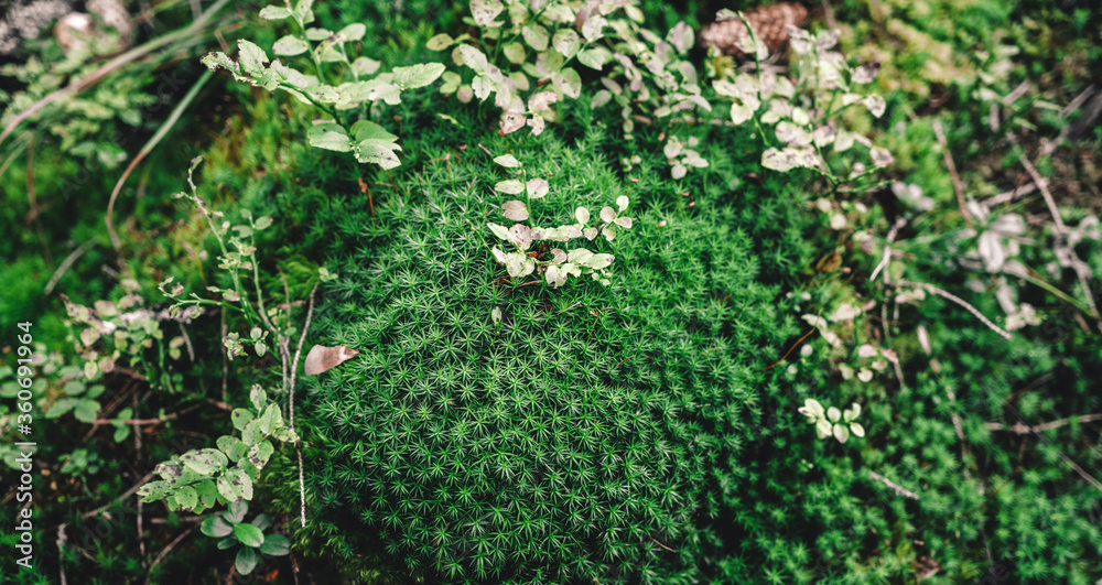 茂密茂盛的森林苔藓生长在森林中。苔藓纹理宏观，背景俯视图