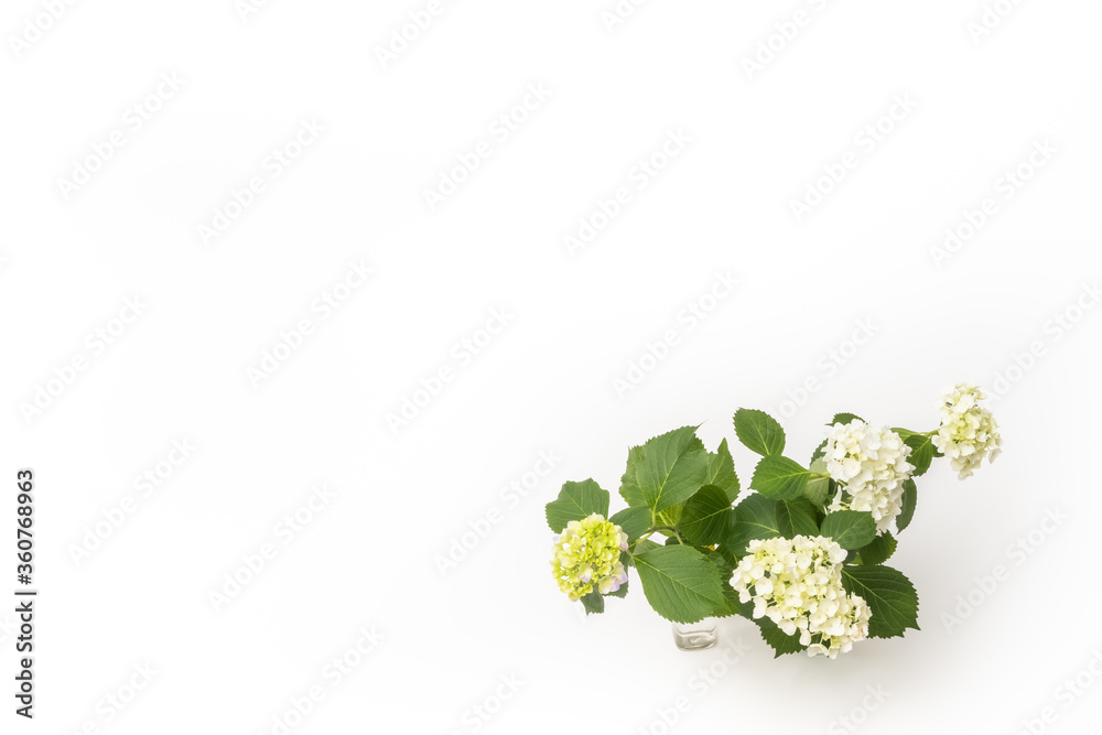 白いあじさい　June white hydrangea flower photo