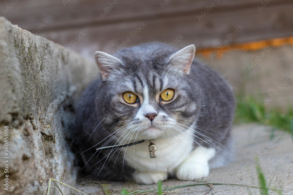 一只美丽的英国灰猫在打猎时躲了起来。特写