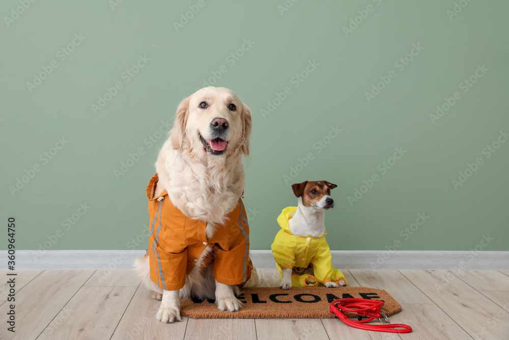 Funny dogs in raincoats and with lead near color wall