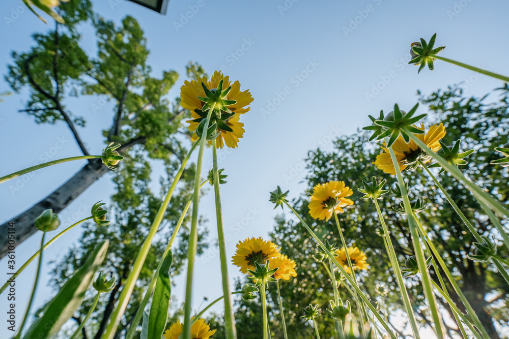 黄色的花朵和蓝色的天空