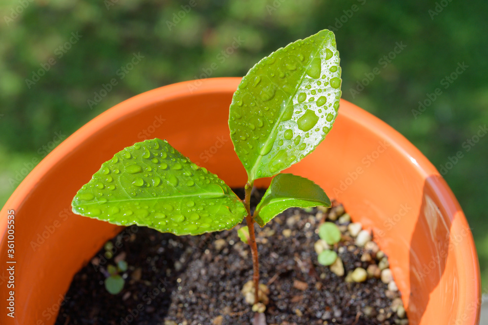 山茶种子已经种植并发芽。