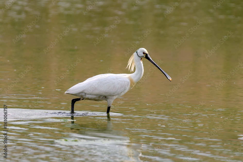 Eurasian spoonbill on pond. Water bird in the nature habitat