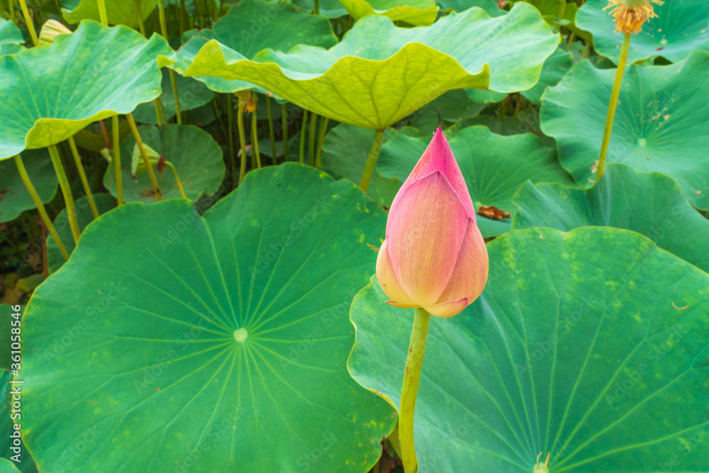 池边荷花