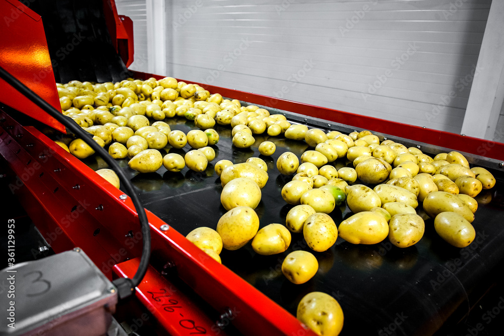 Sorted cucumbers on a conveyor belt on manufacture. Agriculture technology