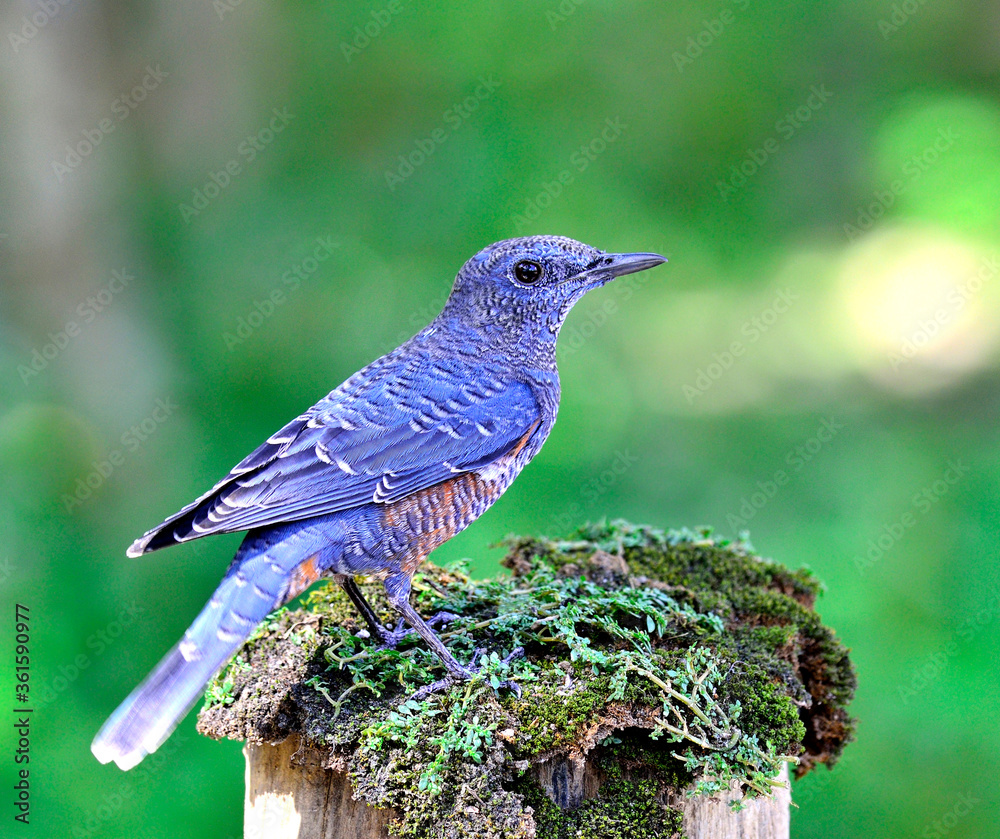 蓝岩画眉鸟（Monticola solitarius）站在长满青苔的原木上