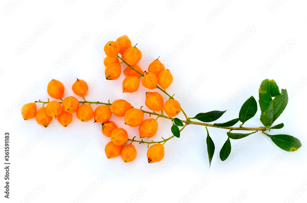 Bucnh of orange fruit on white background for decoration, asian dew drop, pigeon berry, duranta flow