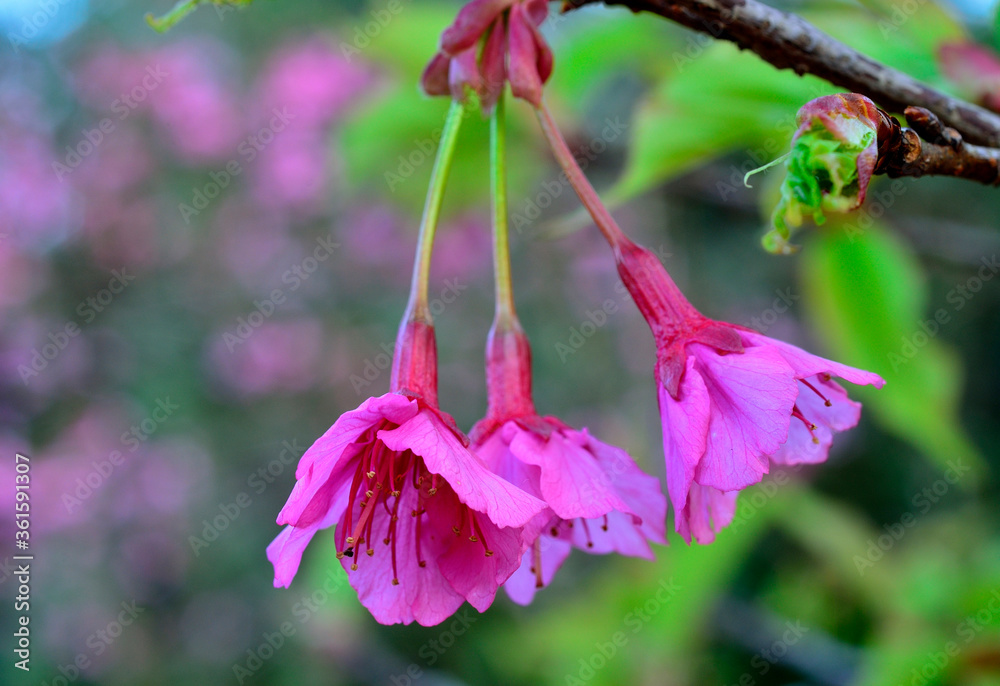 Cherry flower or Sakura are blossom in the garden