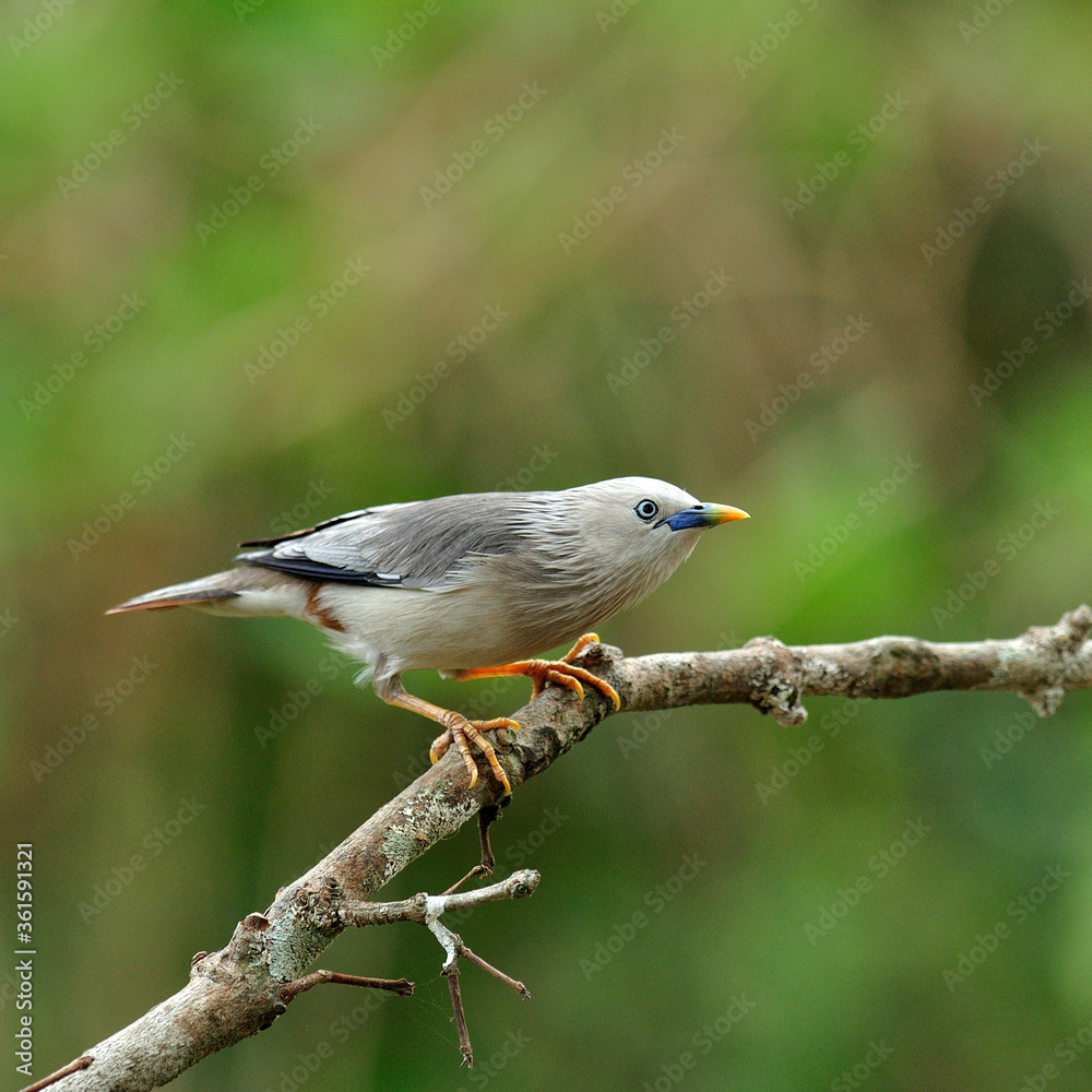 Chestnut-tailed Starling bird (Sturnus malabaricus) on nice branch