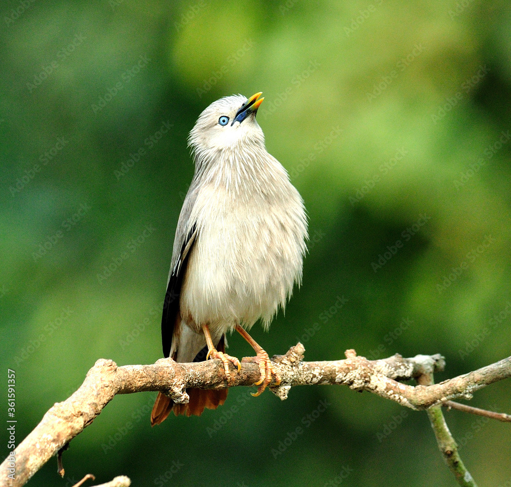 Chestnut-tailed Starling bird (Sturnus malabaricus) with blooming feathers