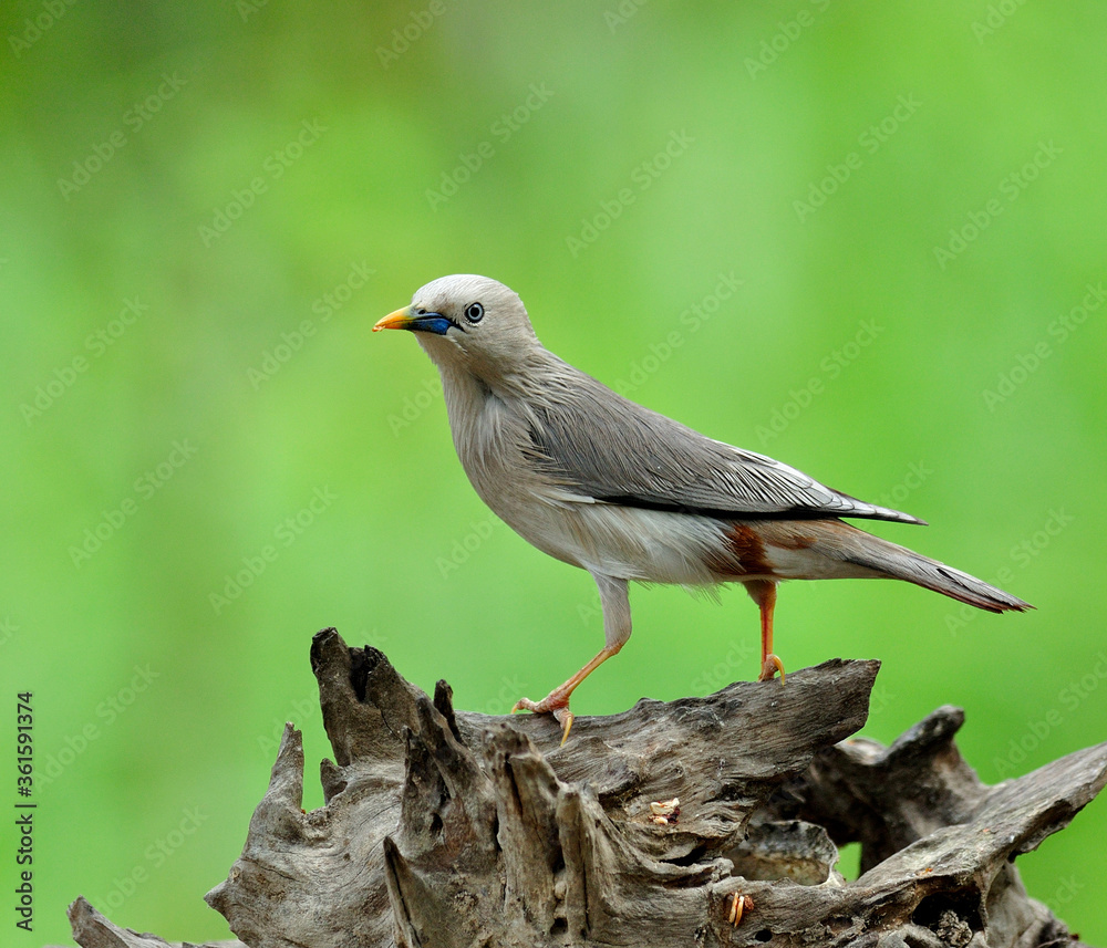 栗尾Starling鸟在原木上发帖（Sturnus malabaricus）