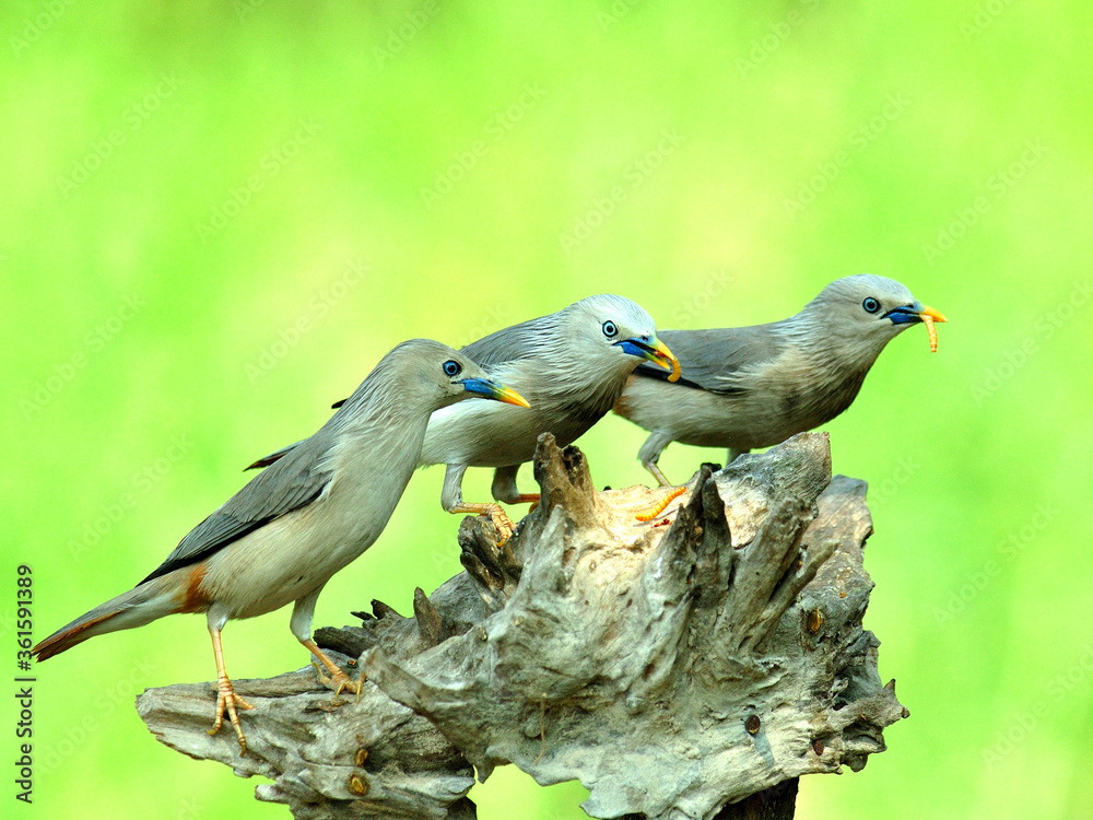 Chestnut-tailed Starling birds (Sturnus malabaricus) taking worm meals together