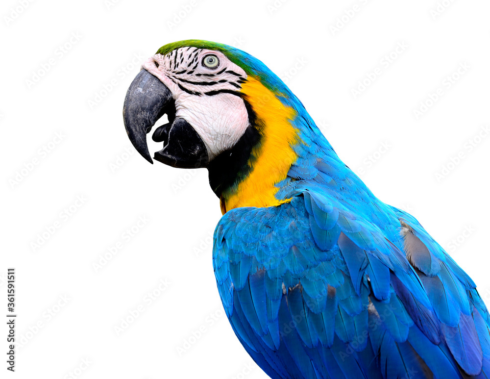 Closeup of blue and gold macaw bird isolated on white background, lovely parrot