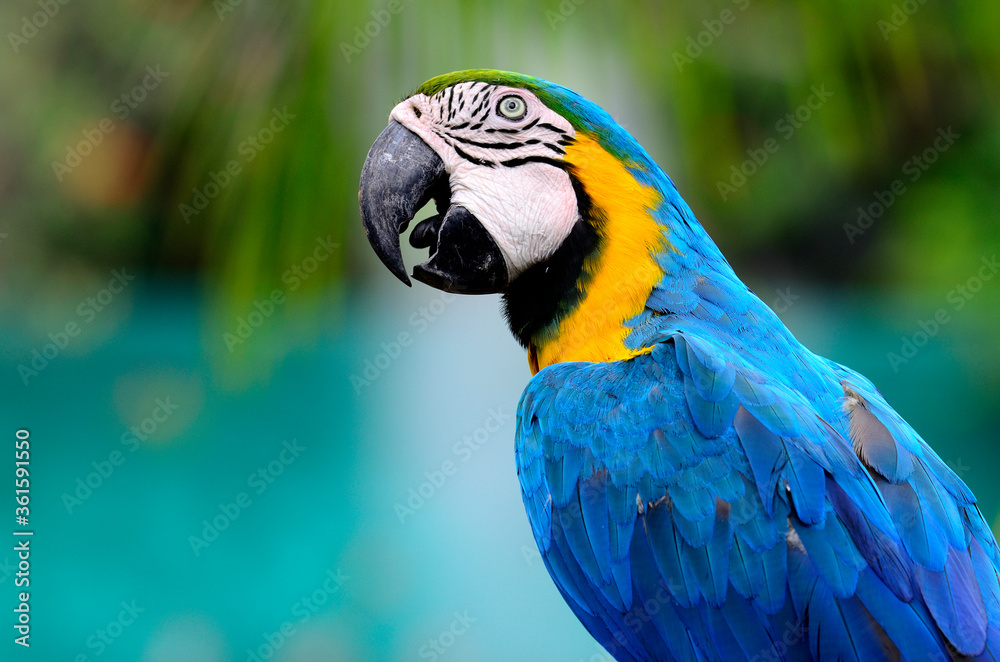 Closeup of blue and yellow macaw with nice compose and details, macaw bird, bue-and-yellow macaw