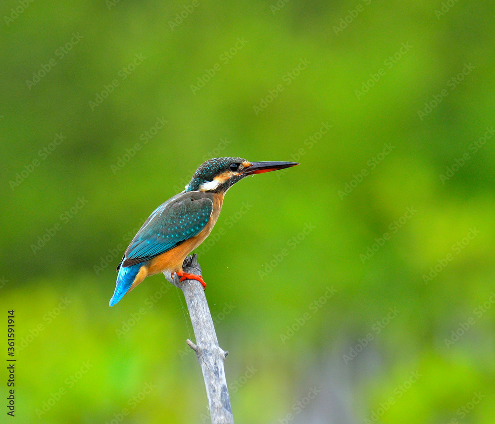 普通翠鸟，Alcedo atthis，有细节和动作，可爱的鸟，欧亚翠鸟