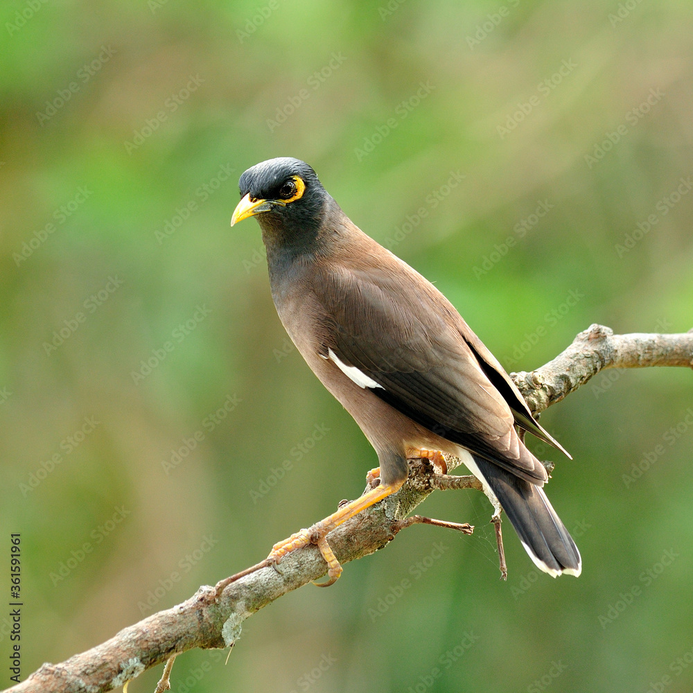 栖息在一根漂亮的木棍上的普通Myna鸟（Acridothes tristis）