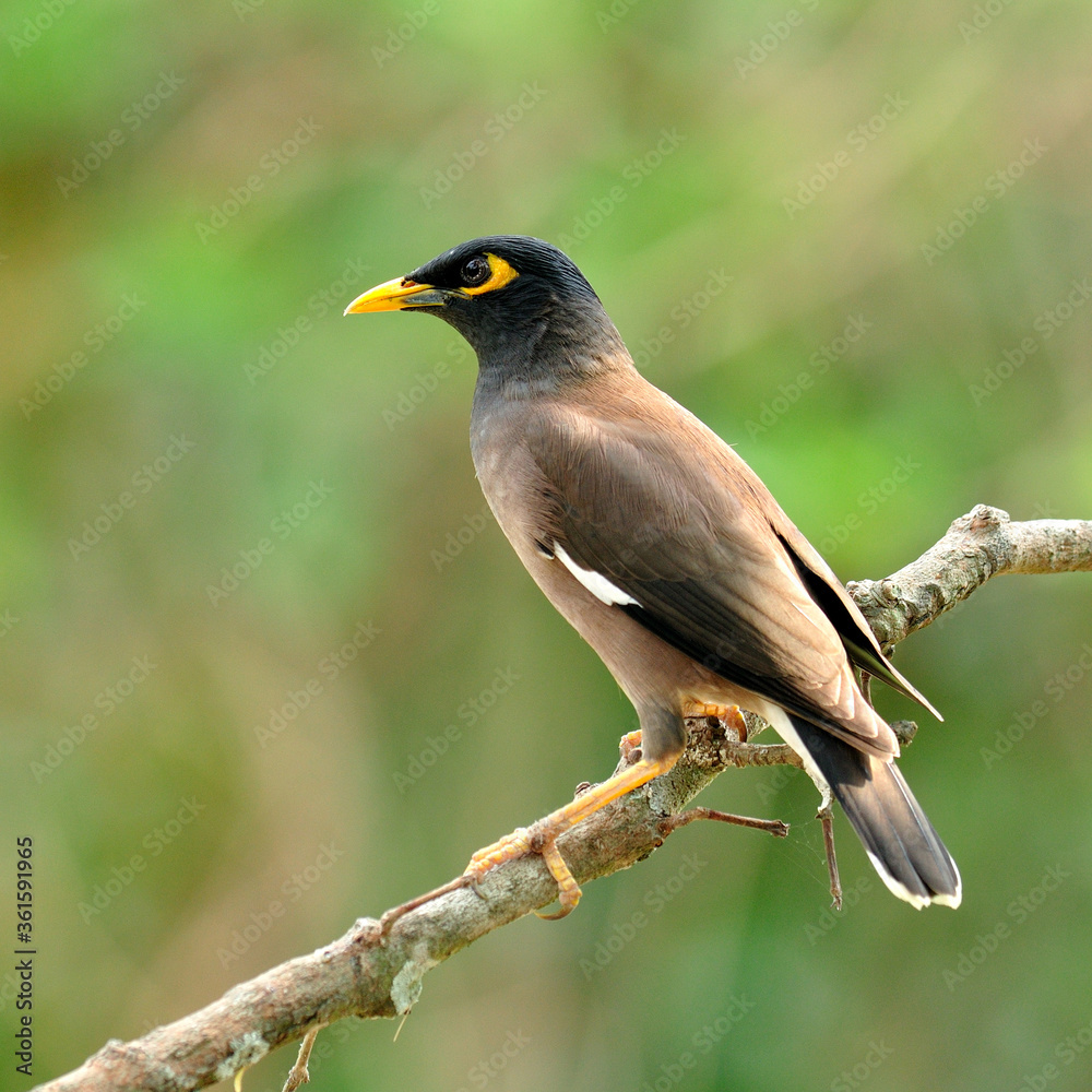 栖息在木棒上的普通Myna鸟（Acridothes tristis）