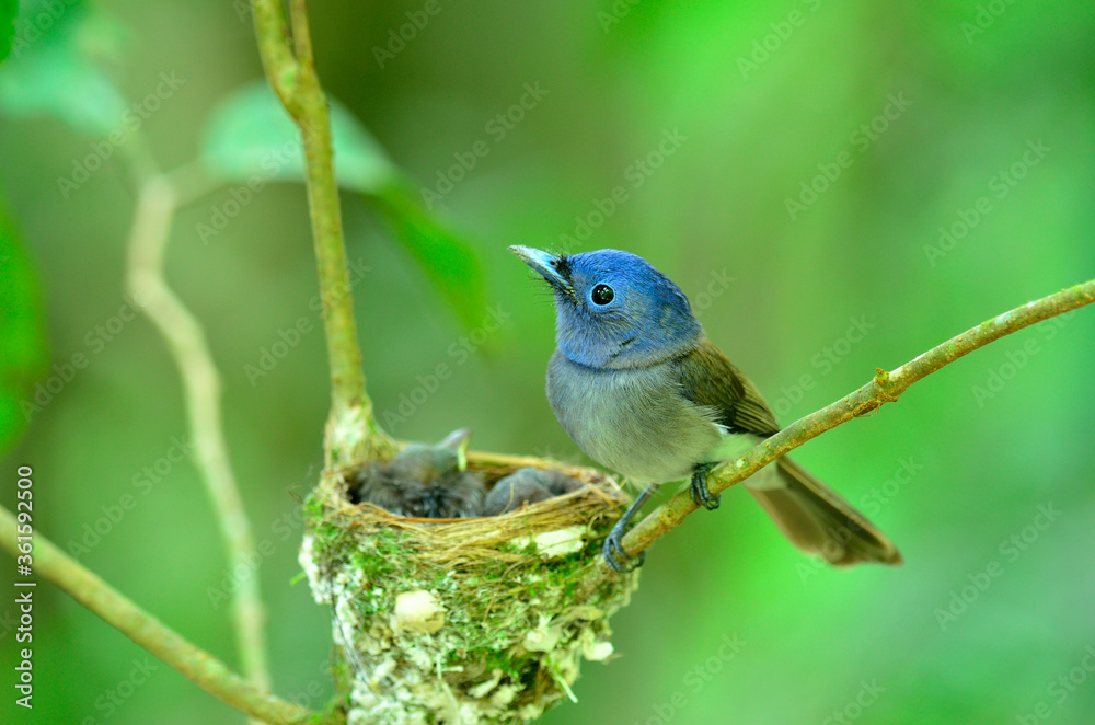 栗尾Starling bird（Sturnus malabaricus），羽毛绽放