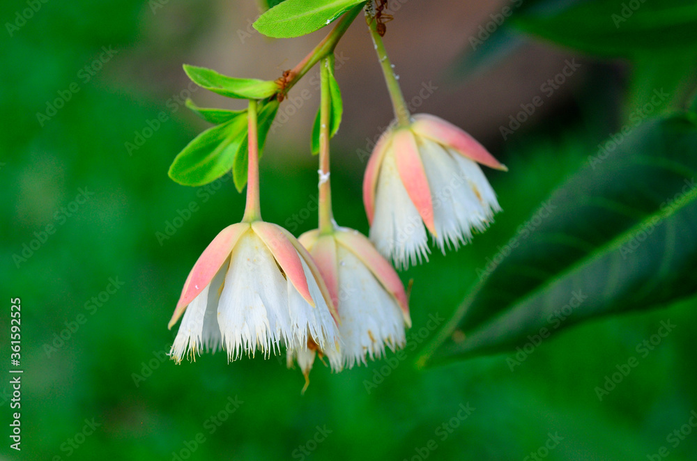 绿色背景和叶子的花束上开着精致的新鲜粉红色花朵