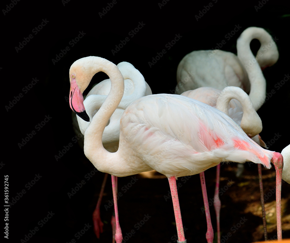 黑色背景的大火烈鸟（Phoenicopterus roseus）