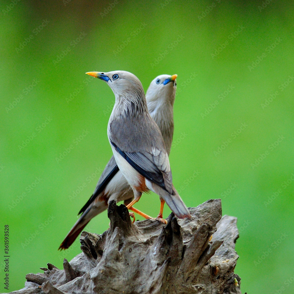 可爱的鸟与一对栗尾Starling（Sturnus malabaricus）