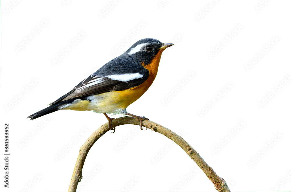 Cute Mugimaki Flycatcher on the branch with very details, isolated white background, bird