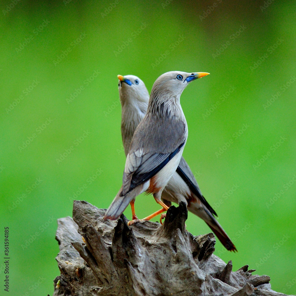 一对栗尾Starling（Sturnus malabaricus）爱情鸟