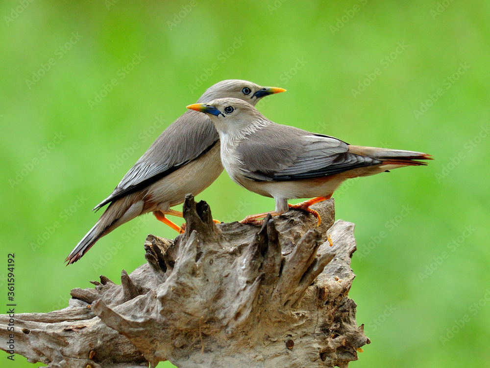 Pair of Chestnut-tailed Starling bird (Sturnus malabaricus) sta close to each other on the nice roma