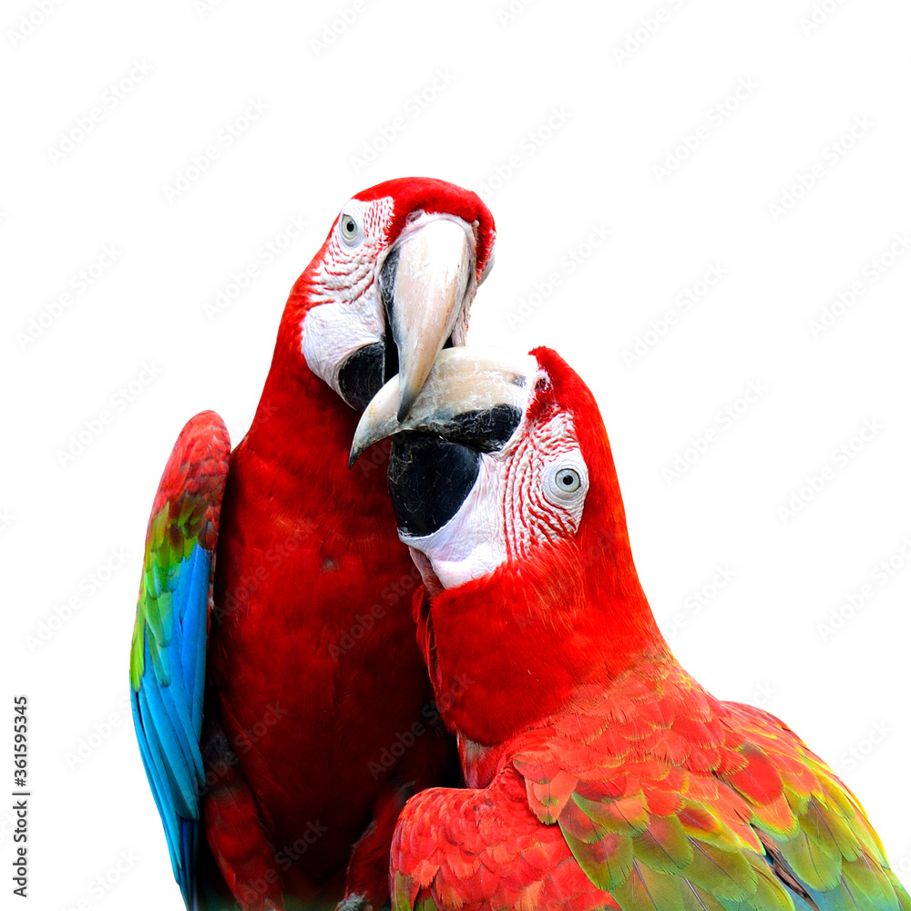 Best of kissing sweet macaw, green-winged macaw, red green blue macaw, green wings macaw, red macaw