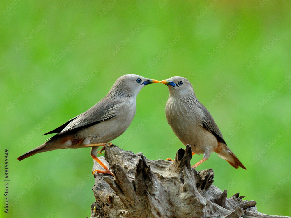 甜蜜的接吻鸟，栗尾Starling鸟（Sturnus malabaricus）发出非常浪漫的叫声