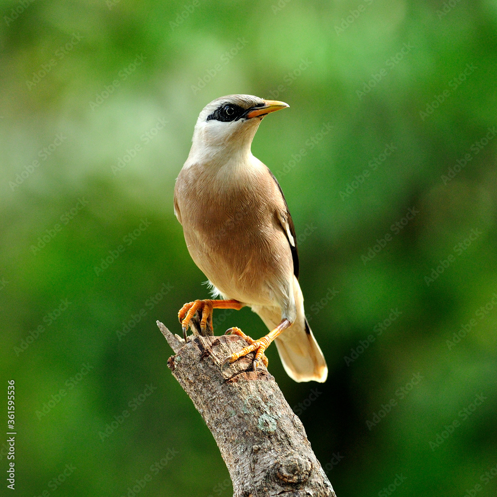 栖息在树枝顶部的金星胸星（Sturnus burnamicus）鸟