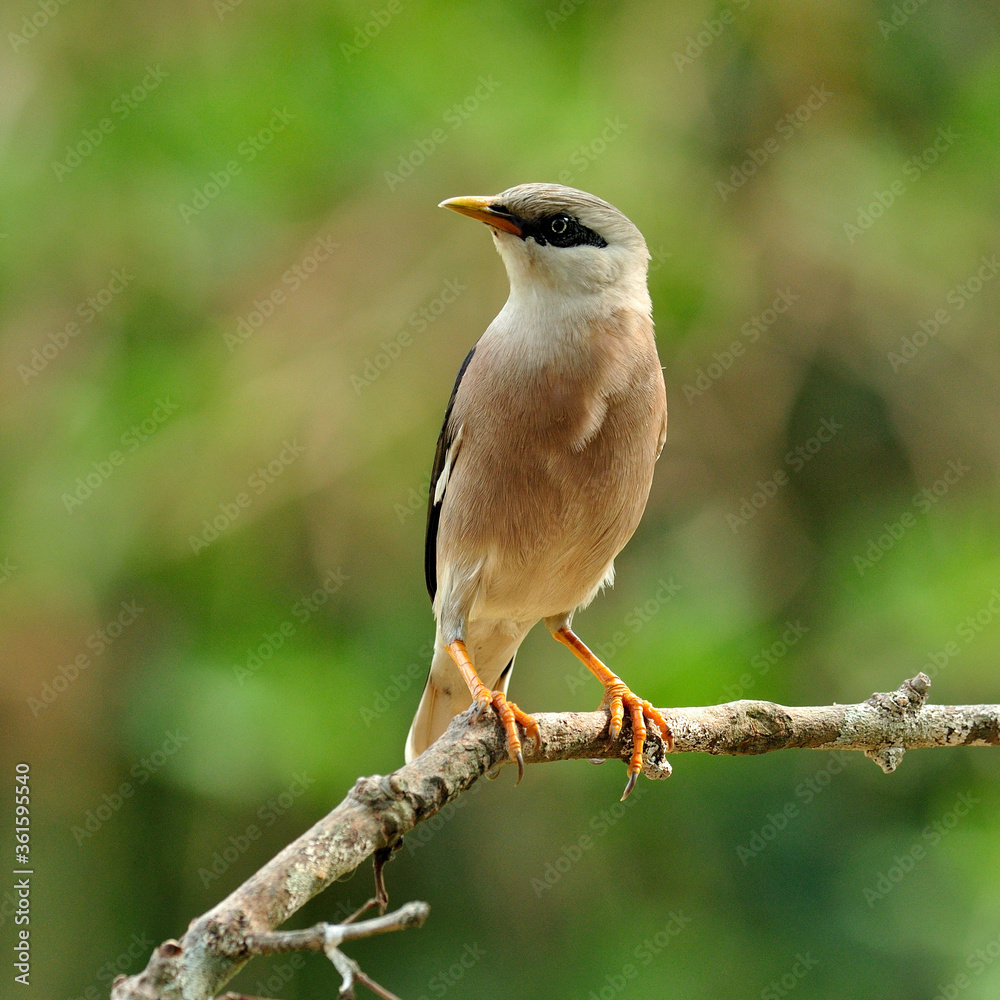 金星胸星蛛（Sturnus burnamicus）站在树枝上