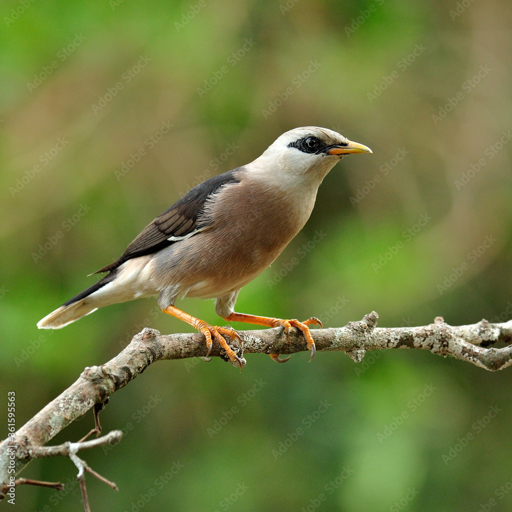 金星胸Starling鸟（Sturnus burnamicus）栖息在树枝上，动作可爱