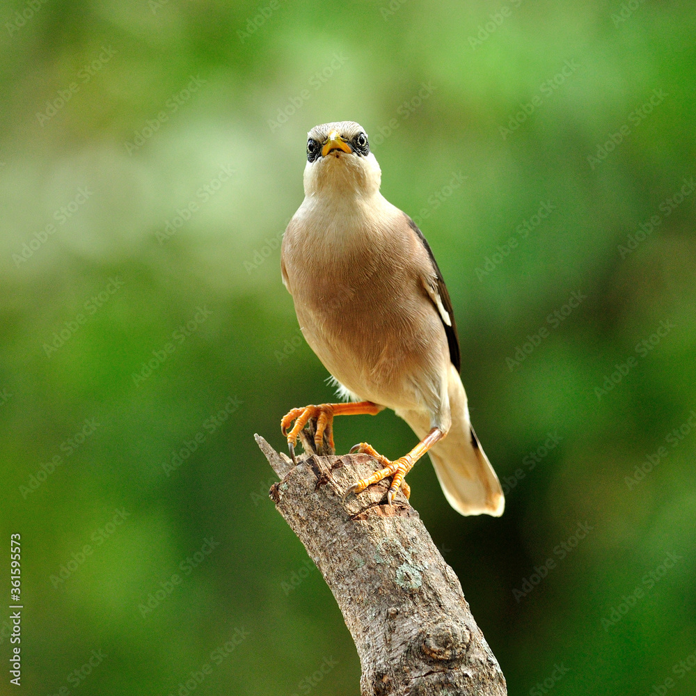 栖息在原木顶部的金星胸Starling鸟（Sturnus burnamicus）