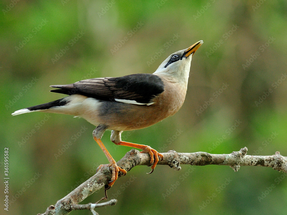 金星胸Starling鸟（Sturnus burnamicus）站在树枝上，动作可爱