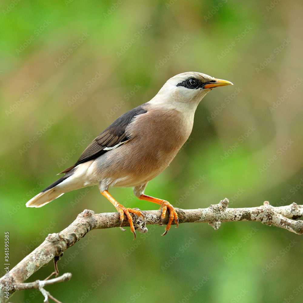 金星胸Starling鸟（Sturnus burnamicus）站在树枝上，姿势优美