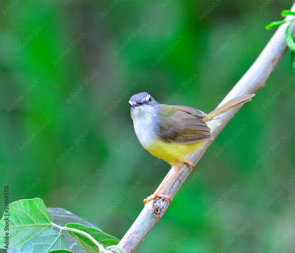 黄腹普里尼亚鸟（Prinia flaviventris）用漂亮的眼睛看着它