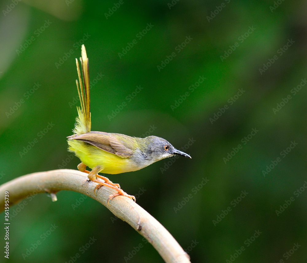 Yellow-bellied Prinia bird (Prinia flaviventris) tail up actions