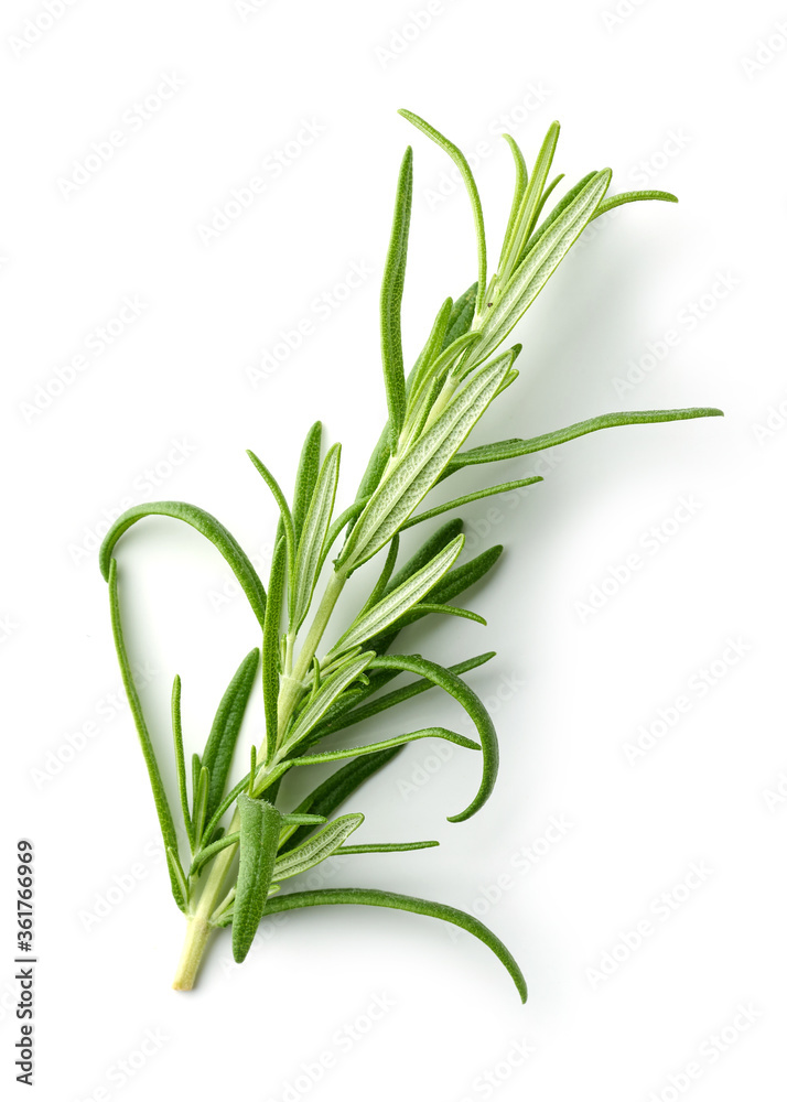 fresh green rosemary