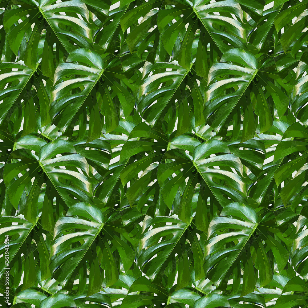 Monstera Deliciosa leaf seamless pattern. Tropical background with jungle plants. Green exotic patte