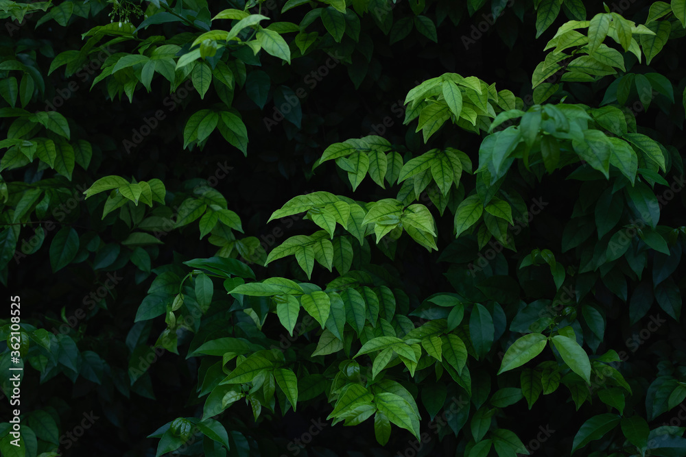 Green leaves,Dark green foliage, abstract green leaves texture, nature background