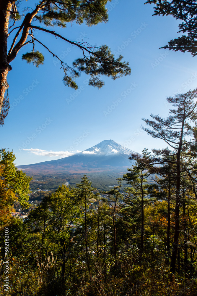 秋天，从川口索道小径，下午晚些时候透过树林欣赏富士山