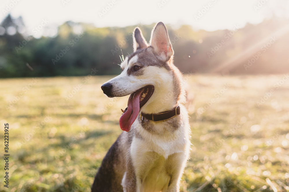 Husky Puppy at sunset