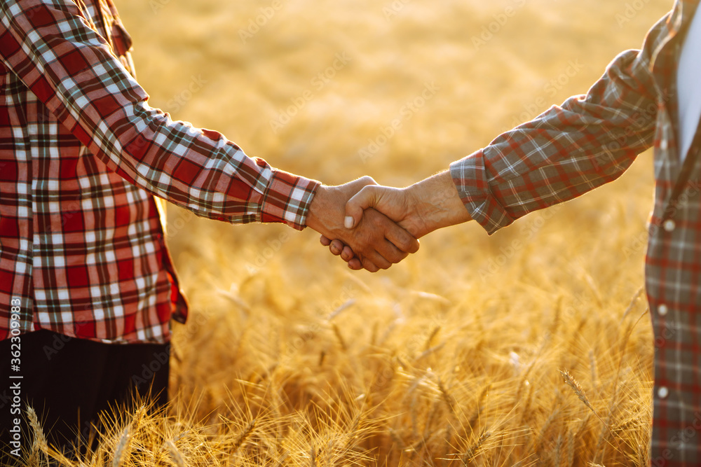 Handshake. Two farmer standing and shaking hands in a wheat field. Agricultural business.