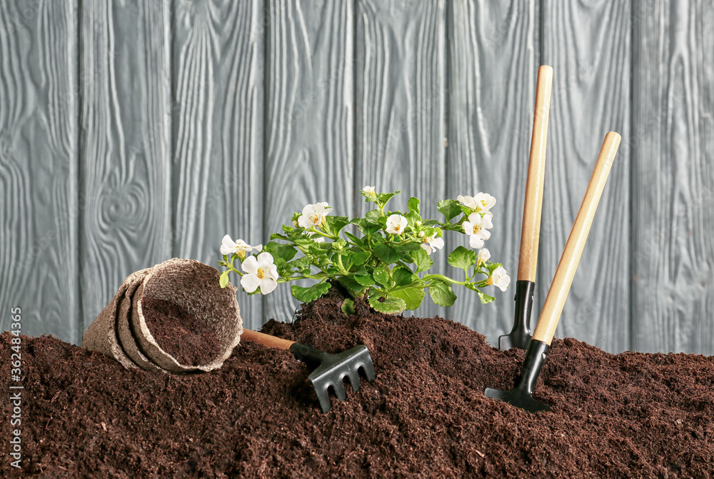 木质背景下的土壤、植物和园艺工具