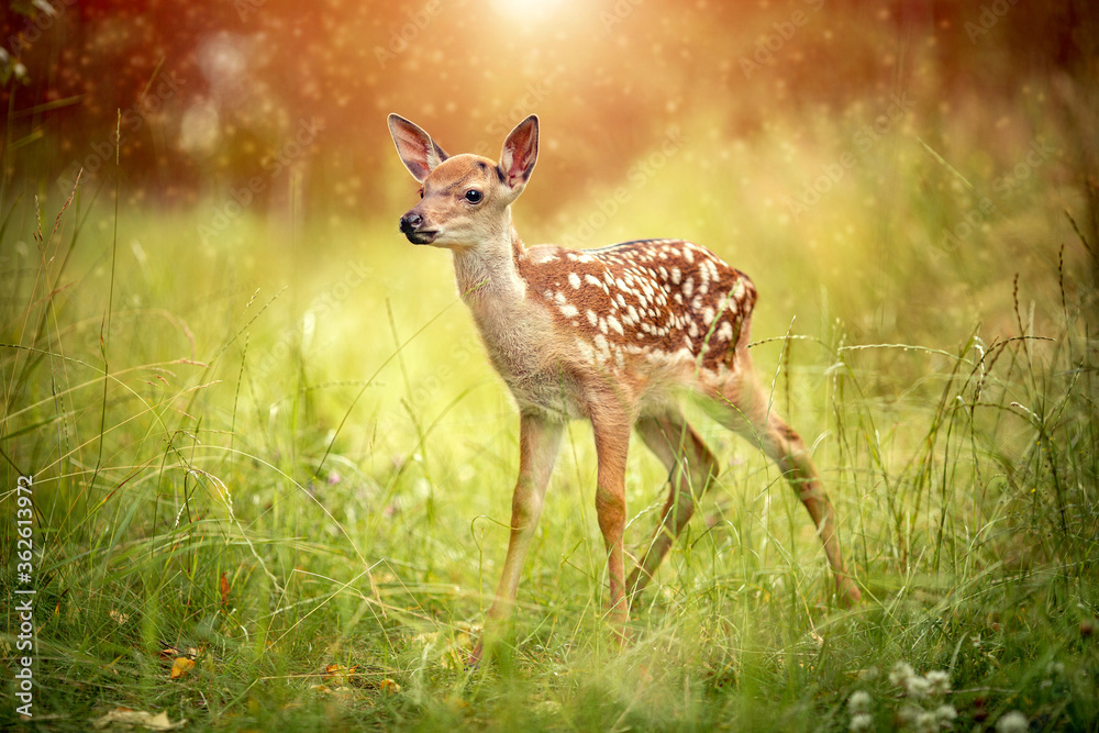 Postcard baby deer Bambi in the grass in summer on a Sunny day