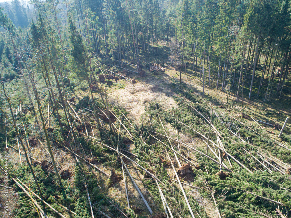 AERIAL: Flying over a clearing in the coniferous forest caused by extreme winds.