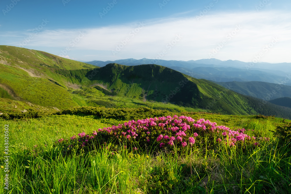 夏季的山地景观。盛开的高山草甸。白天的田野和山脉