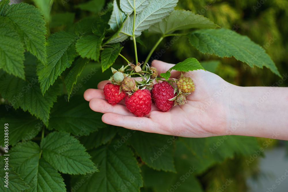 young boys hand holding a bunch of ripe red raspberries